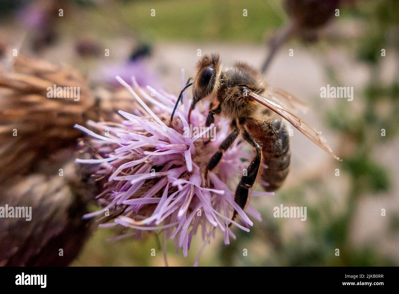 Macellazione inferiore, luglio 26th 2022: Un'ape che raccoglie polline Foto Stock