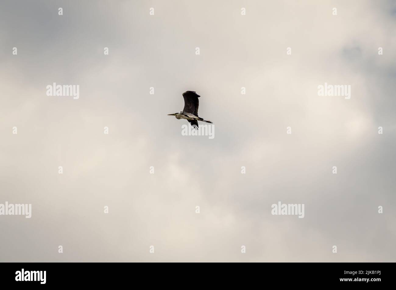 Great Blue Heron in volo. Great Blue Heron in pieno tratto preso dal basso. Foto Stock