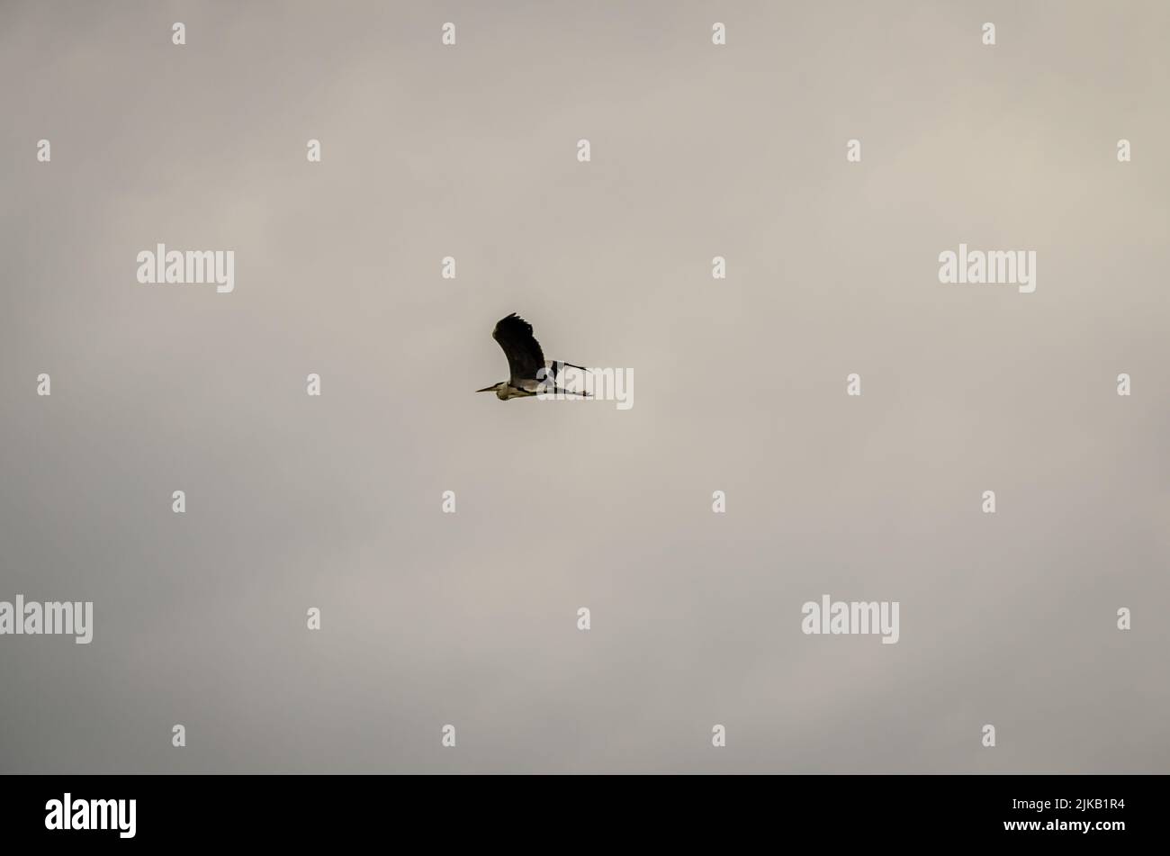 Great Blue Heron in volo. Great Blue Heron in pieno tratto preso dal basso. Foto Stock