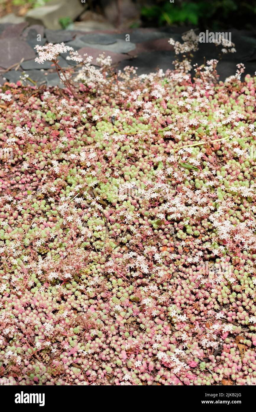 Saxifraga un tappeto di saxifrages in un giardino ombreggiato rurale a Dumfries e Galloway, Scozia Regno Unito visto nel luglio 2022 Foto Stock