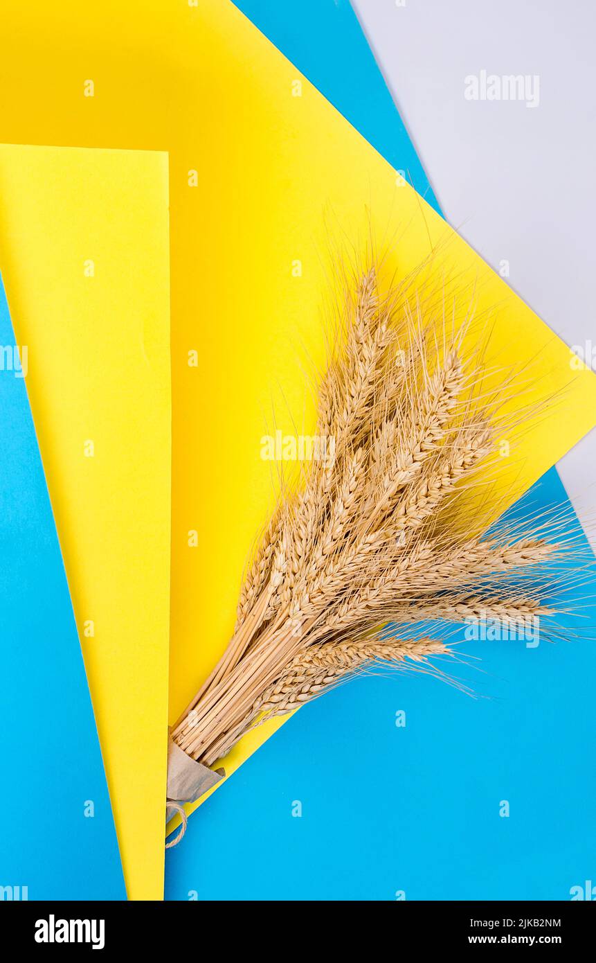 Orecchie di grano maturo su sfondo giallo e blu. Colori simboli dell'Ucraina. Il problema del trasporto del grano e del concetto di crisi alimentare mondiale. Mock up Foto Stock