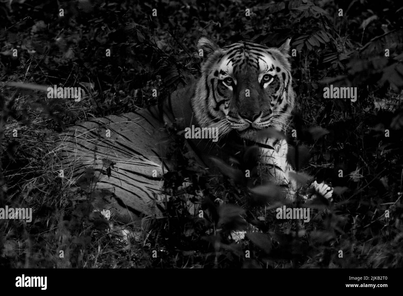 Un ritratto in bianco e nero di una tigre bengala che mostra i suoi motivi mentre trascorre un po' di tempo libero nel suo fogliame. Foto Stock