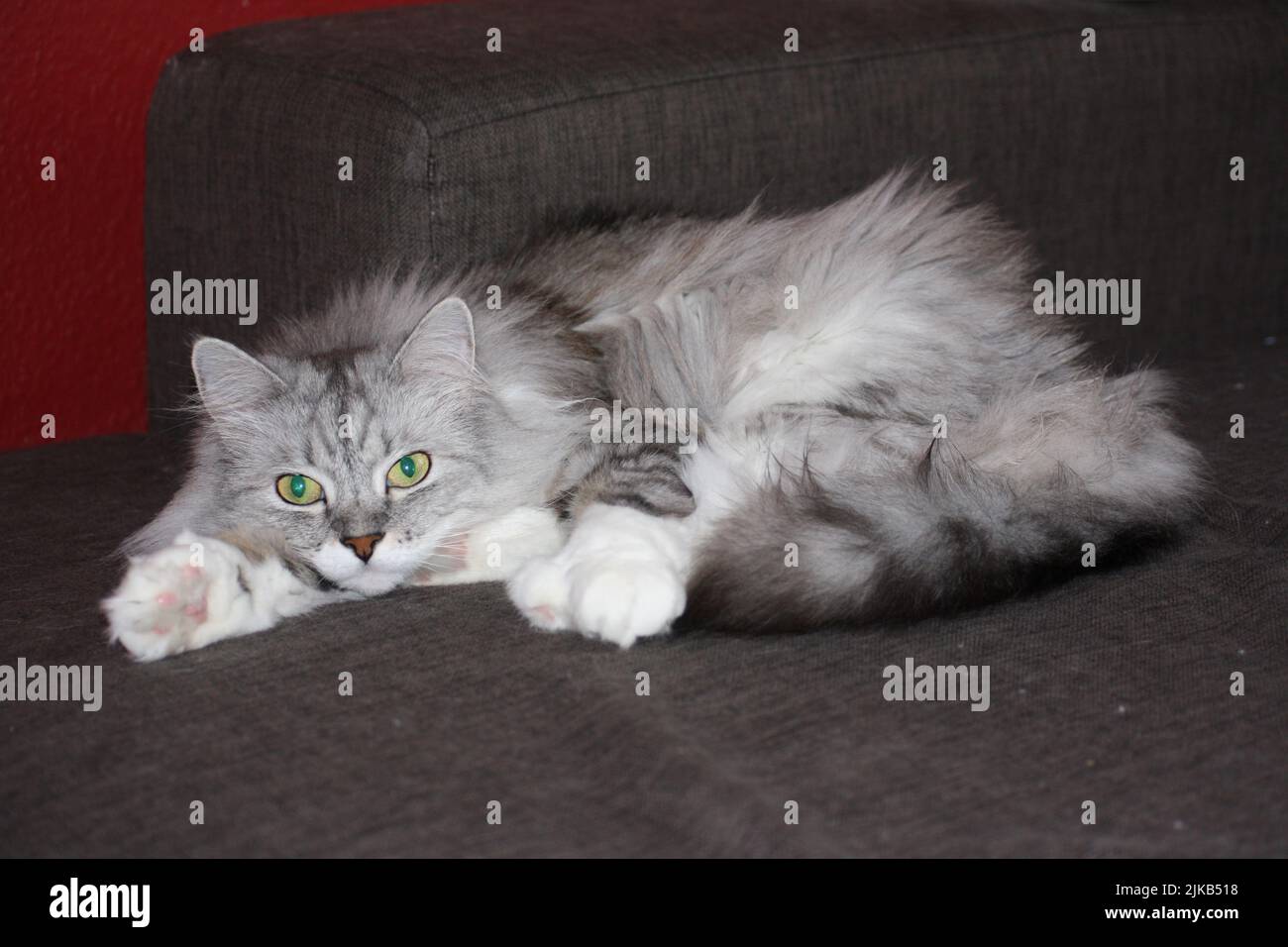 Gatto siberiano sdraiato sul divano Foto Stock