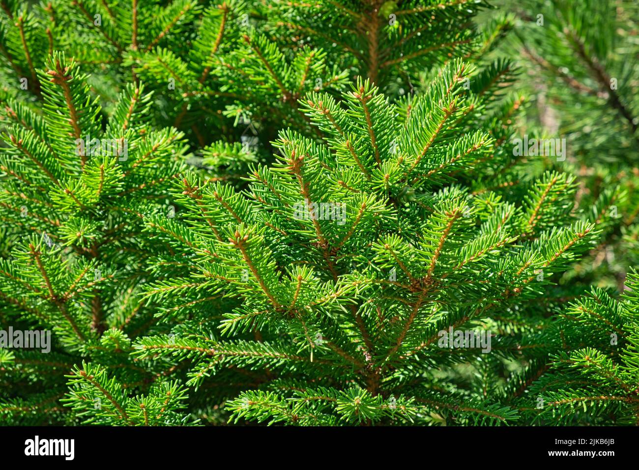 Primo piano della composizione di rami di abete-ago come una texture di fondo. Sfondo di piante naturali. Foto Stock