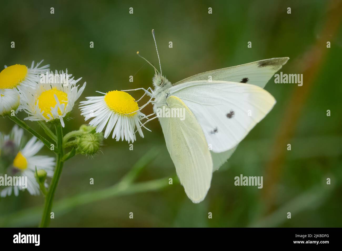 Fotografando farfalle in luglio e agosto alle varie riserve naturali e trust di terra in Door County Wisconsin mi fa uscire e attivo. Foto Stock