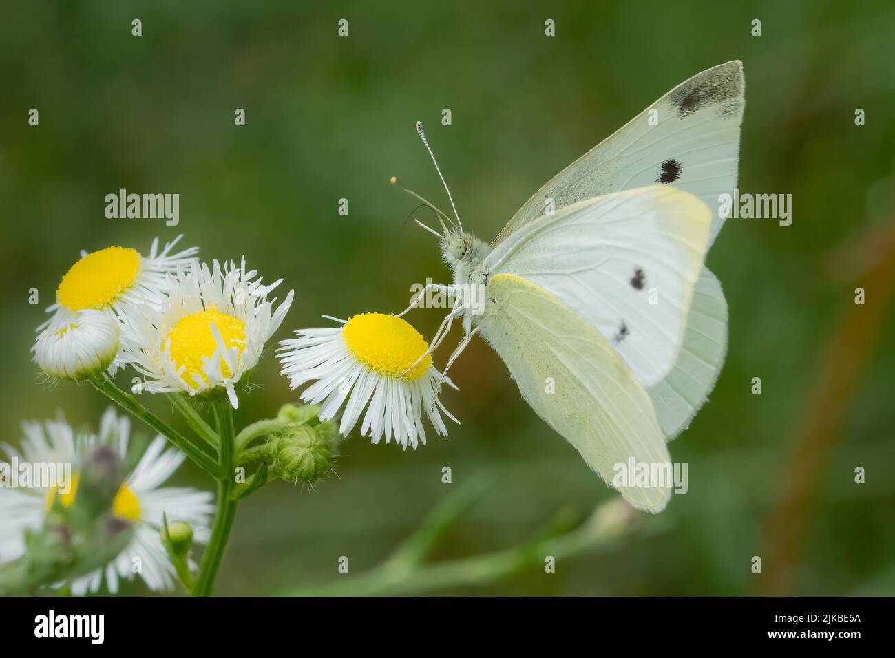 Fotografando farfalle in luglio e agosto alle varie riserve naturali e trust di terra in Door County Wisconsin mi fa uscire e attivo. Foto Stock