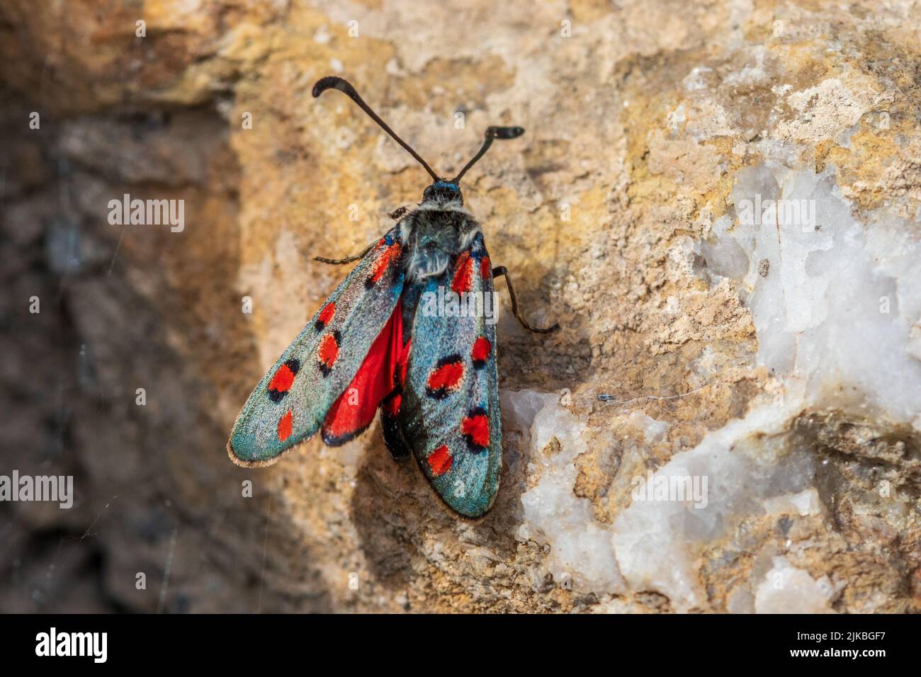 Zygaena rhadamanthus, Burnett Moth Foto Stock