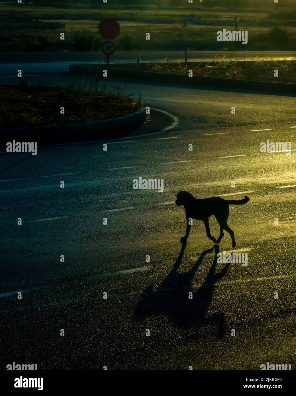 Silhouette di cane randagio ​​endangering traffico in autostrada al mattino presto Foto Stock
