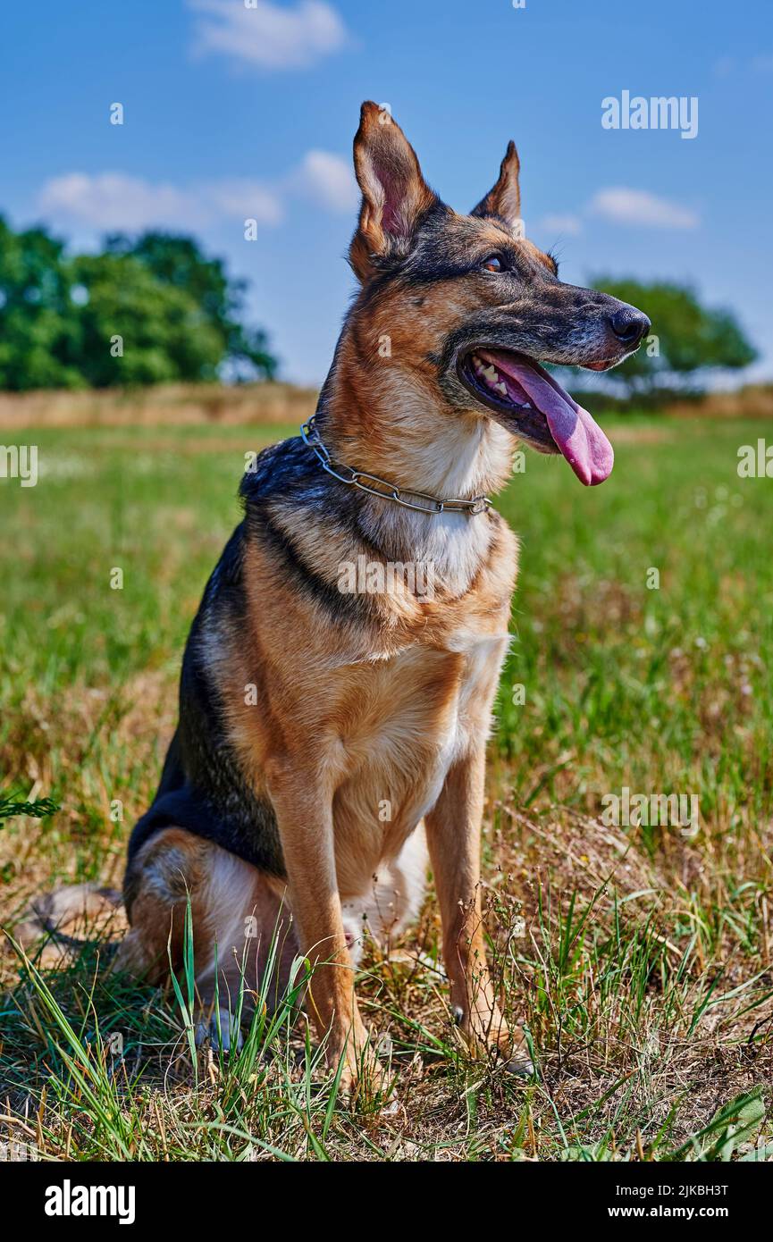 Un cane pastore con pelliccia nera e marrone è seduto in un prato. Foto Stock
