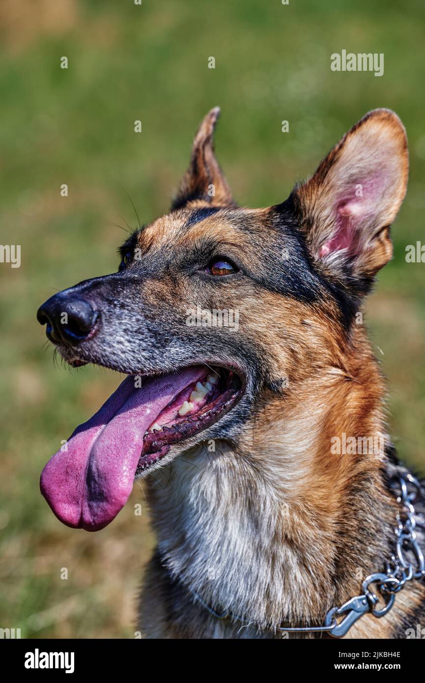 Ritratto di un cane pastore con pelliccia nera e marrone. Foto Stock