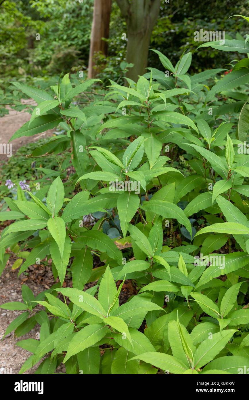 Persicaria wallichii (Himalayan annodweed, coltivato annodweed) aka Koenigia polystachya Foto Stock