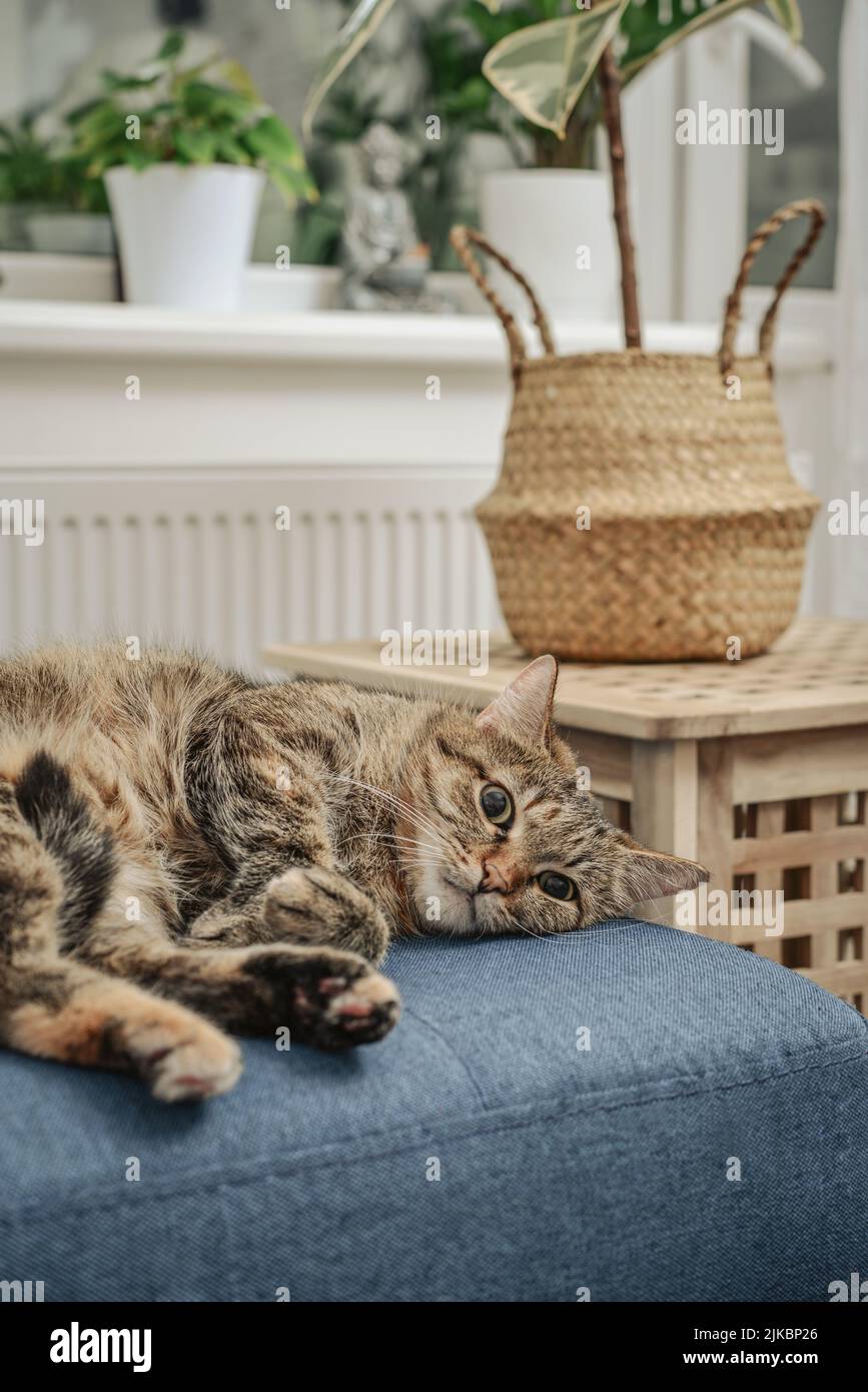 Gatto carino sdraiato su un divano in salotto guardaroba Foto Stock