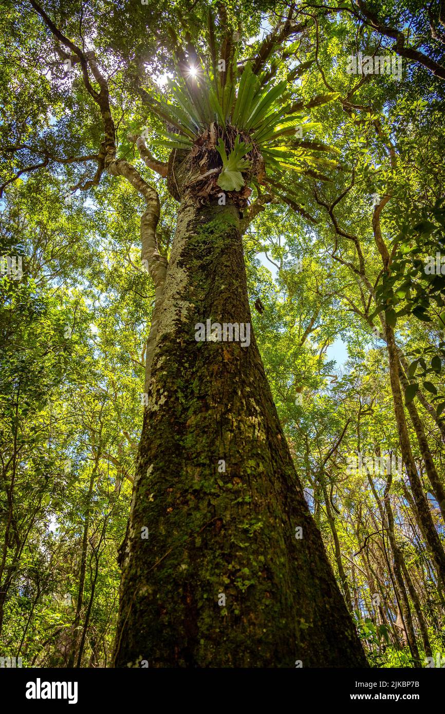 Vista verticale degli alberi nativi australiani nel Main Range National Park, Queensland Foto Stock