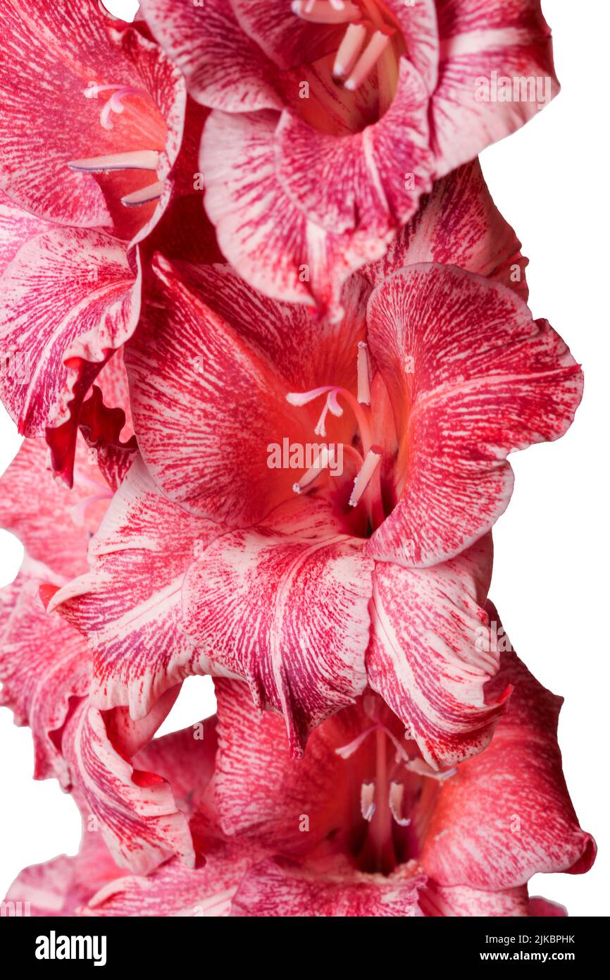 Primo piano gladiolo variegato bianco e rosa isolato su bianco Foto Stock