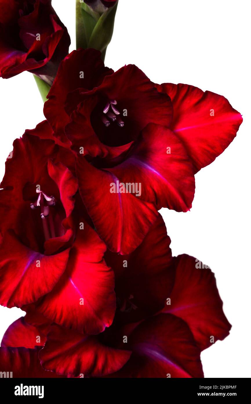 Primo piano gladiolo rosso scuro isolato su bianco Foto Stock