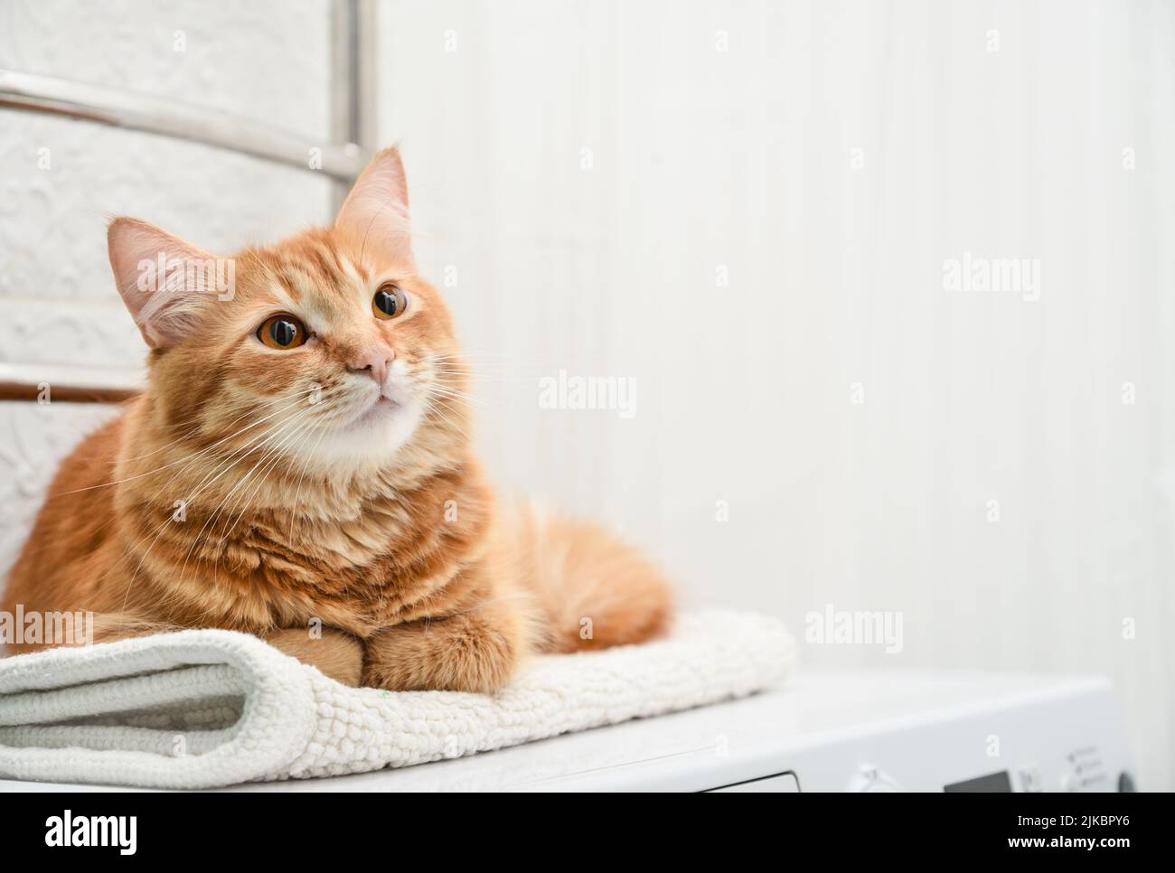 Carino zenzero gatto steso sulla parte superiore della lavatrice in bagno closeup Foto Stock