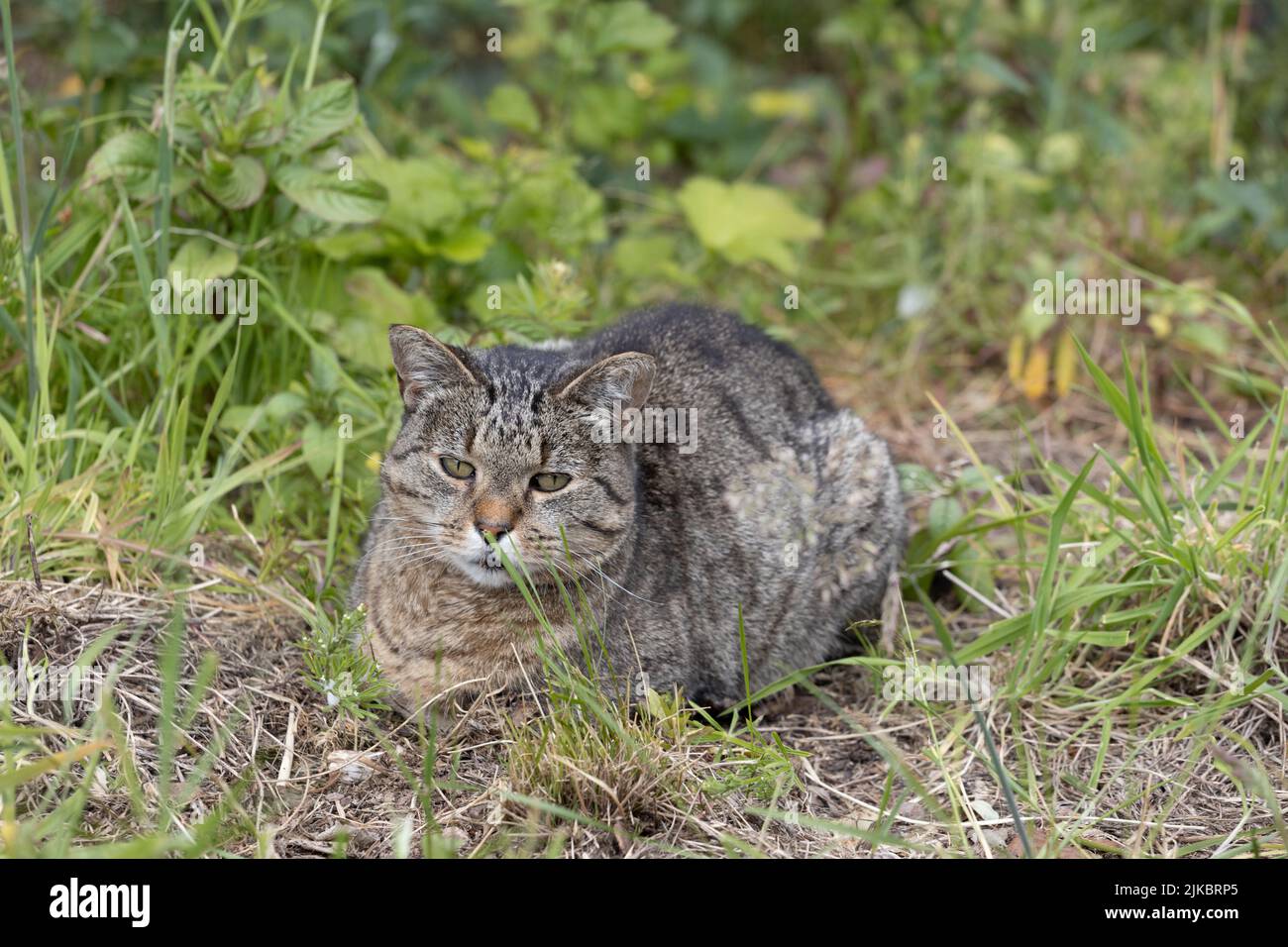 Abbandonato gatto ora che vive al Santuario Scottish Borders Donkey Foto Stock