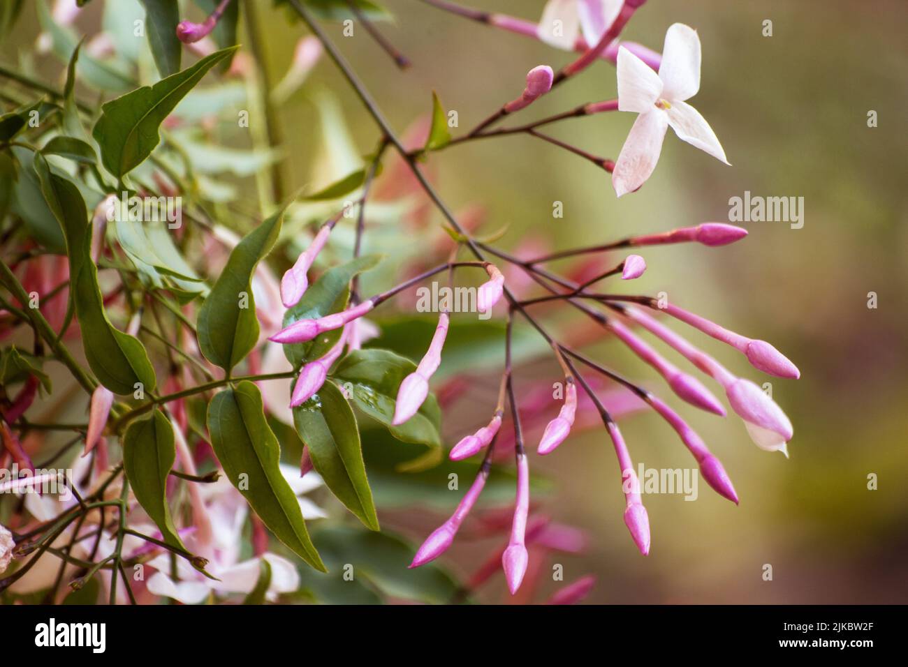 Pianta di gelsomino bianco in fiore su sfondo naturale Foto Stock