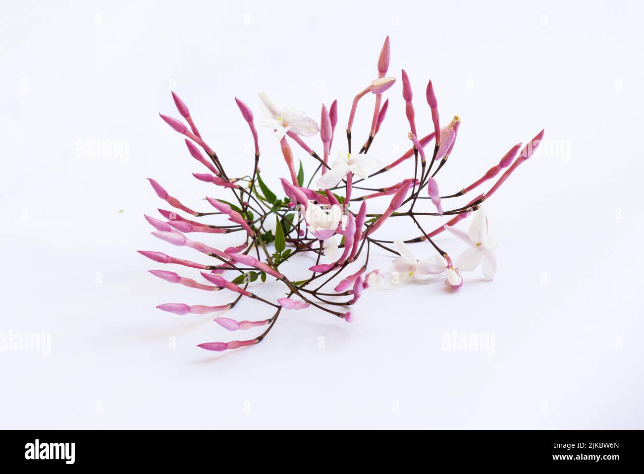Bianco Fiori di gelsomino su sfondo bianco Foto Stock