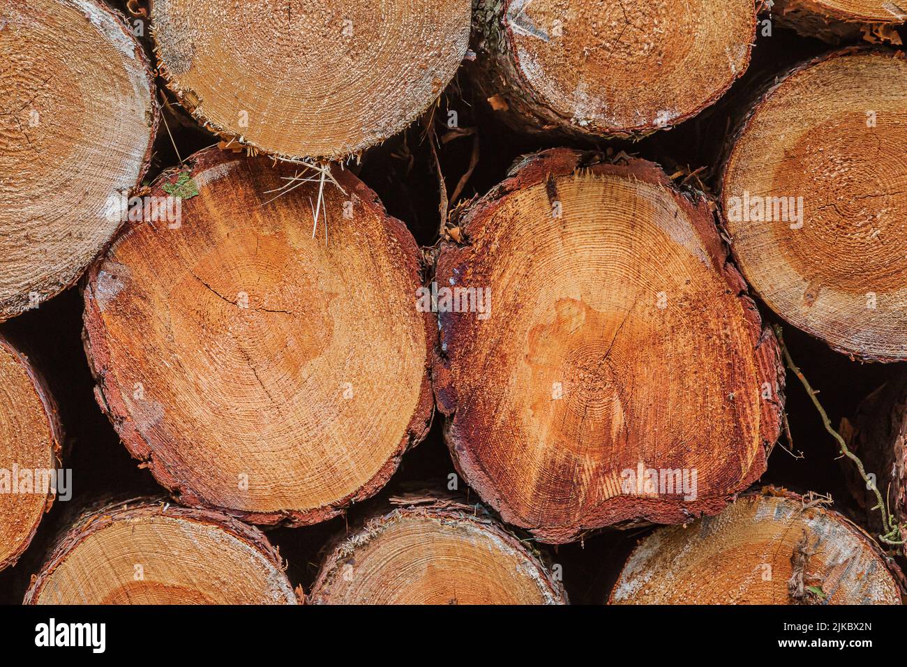 vista di singoli log spessi. Pila di tronchi di pino impilati dopo abbattimento. Legno selezionato a tempo di raccolto. Molti tronchi sega con anelli di crescita visibili. reddi Foto Stock