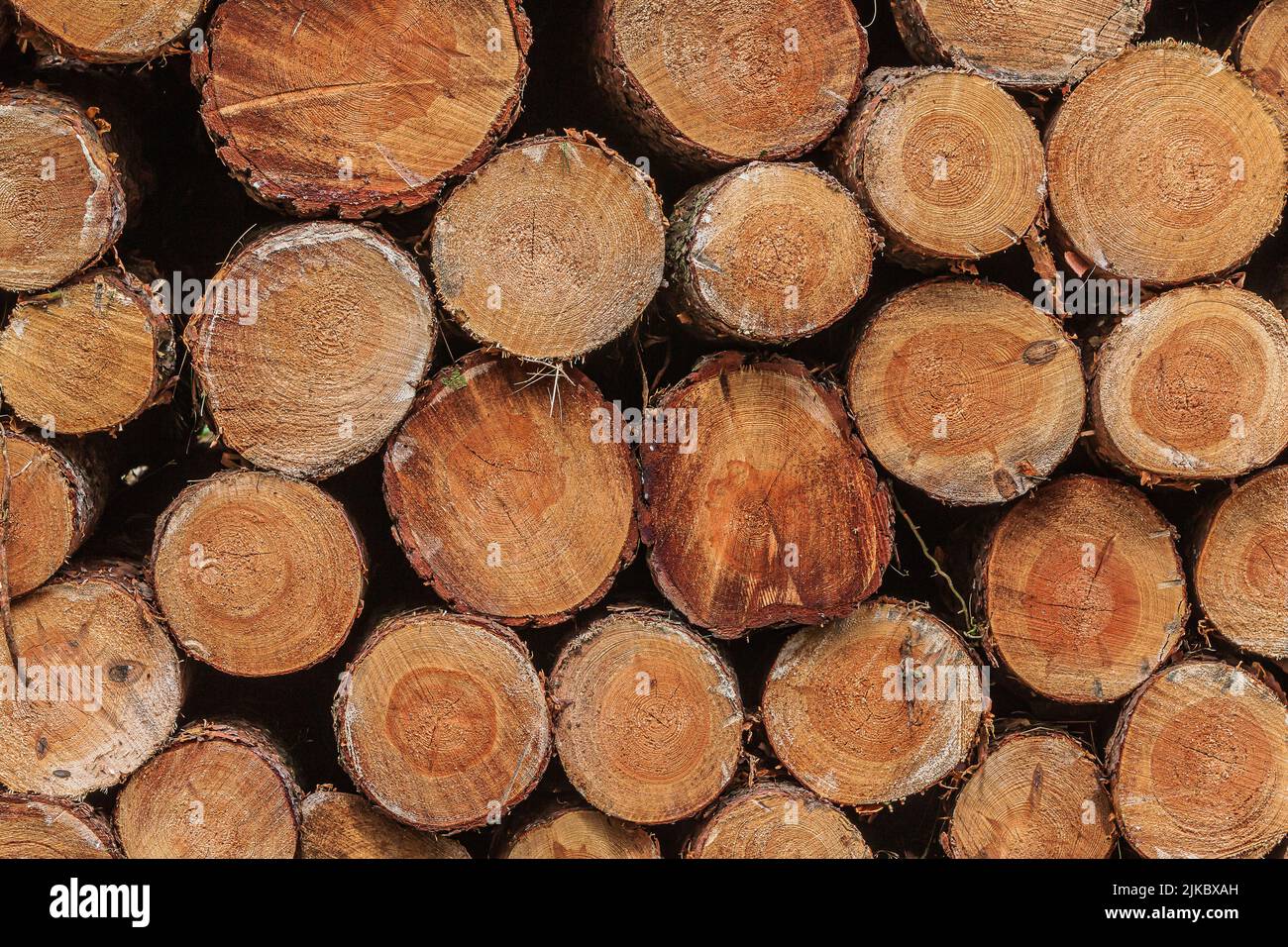 Visualizzazione di molti log impilati. Legno smistato a tempo di raccolto. Ha accatastato tronchi di pino dopo abbattimento. Molti tronchi segati con anelli di crescita visibili. Colore rossastro Foto Stock