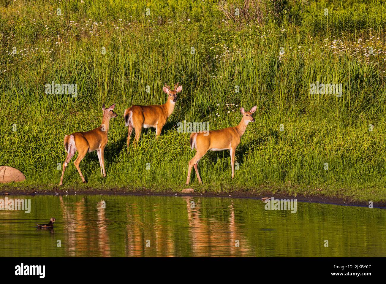 Cervi dalla coda bianca nel Wisconsin settentrionale. Foto Stock