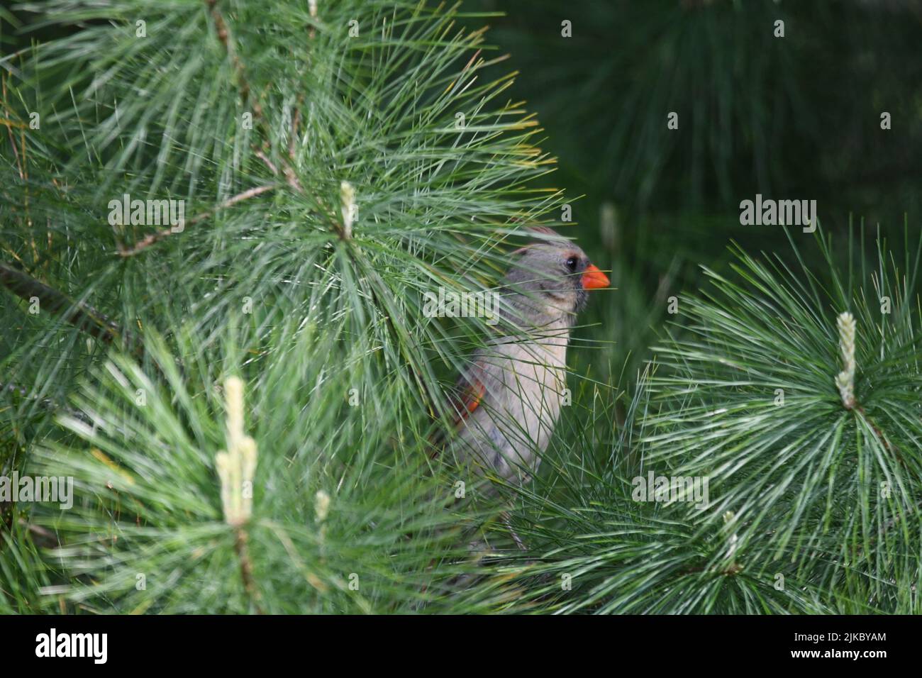 Primo piano di un cardinale settentrionale femminile (Cardinalis cardinalis) che si nasconde nella pineta Foto Stock