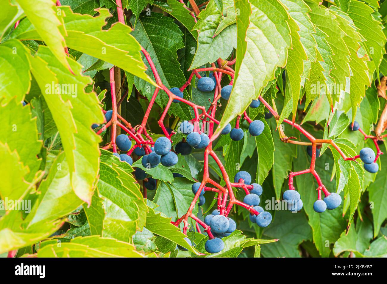 Vitigno autoriparante (Parthenocissus quinquefolia) con foglie verdi e frutta in estate alla luce del giorno. Frutta viola bluastra su gambi rossastri Foto Stock