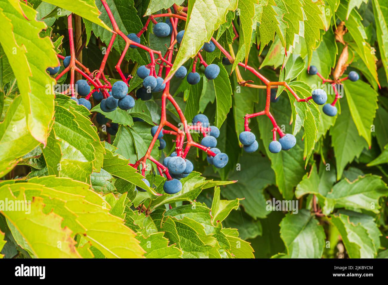 Vite vergine auto-rampicante con foglie verdi e frutta in estate alla luce del giorno. Frutta viola bluastra su gambi rossastri. Piantare il superriduttore Virginia Foto Stock