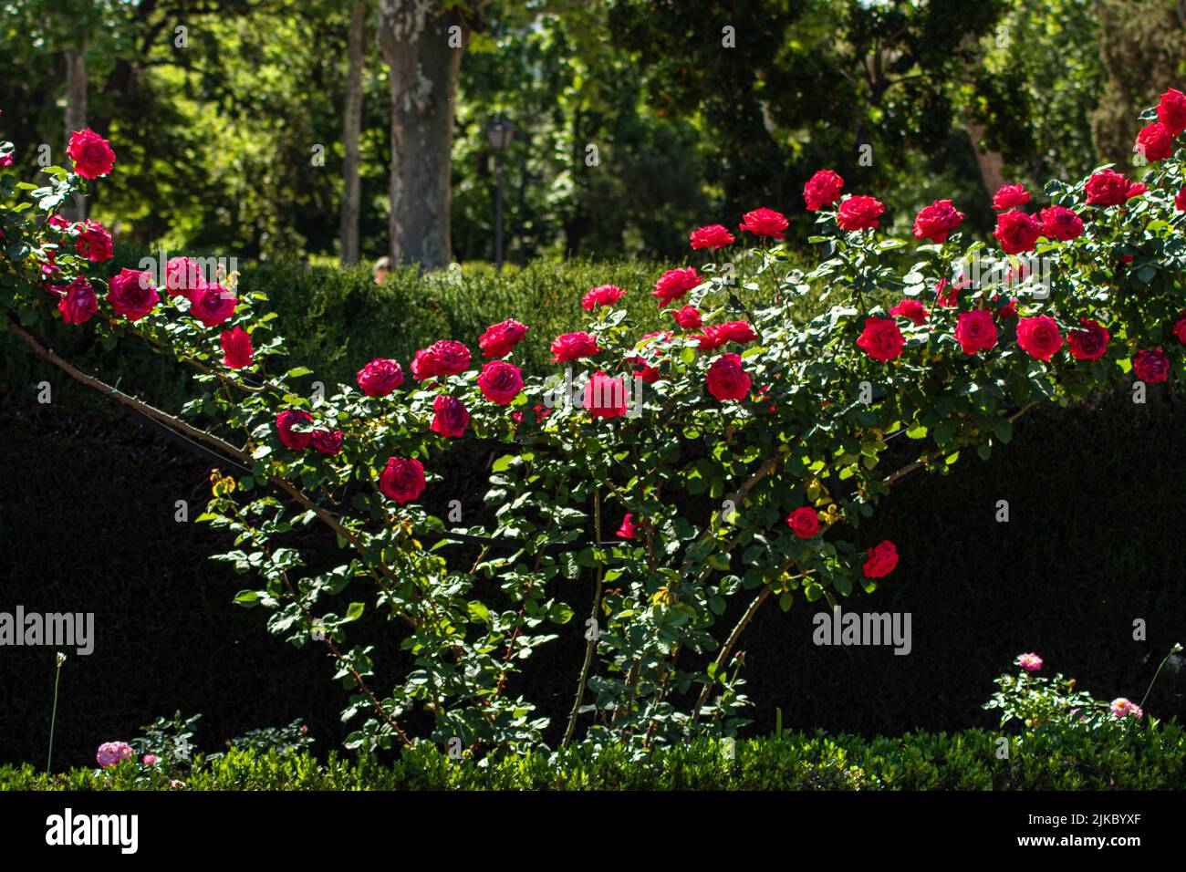 Un cespuglio di rose rampicanti rosse che crescono nel giardino sullo sfondo di alberi Foto Stock