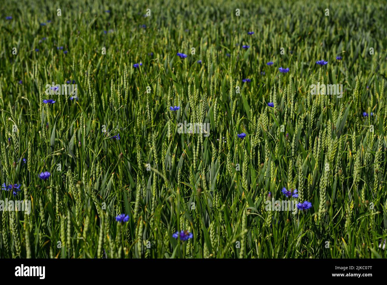 Campo di grano con cornflowers al giorno d'estate in Ucraina Foto Stock