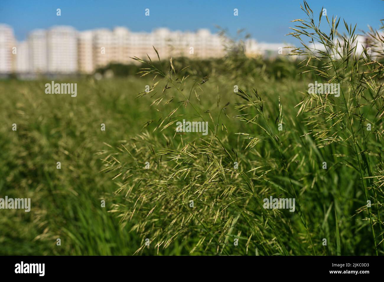 Lungo erba prato vicino. La natura in dettagli. Foto Stock