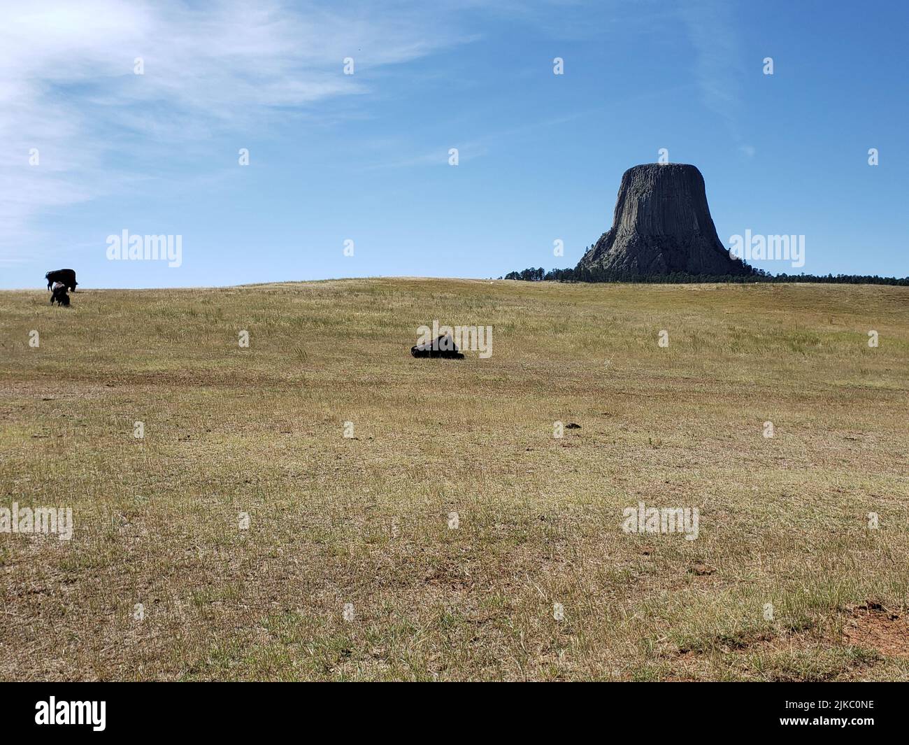Un prato asciutto e la Devils Tower in lontananza Foto Stock