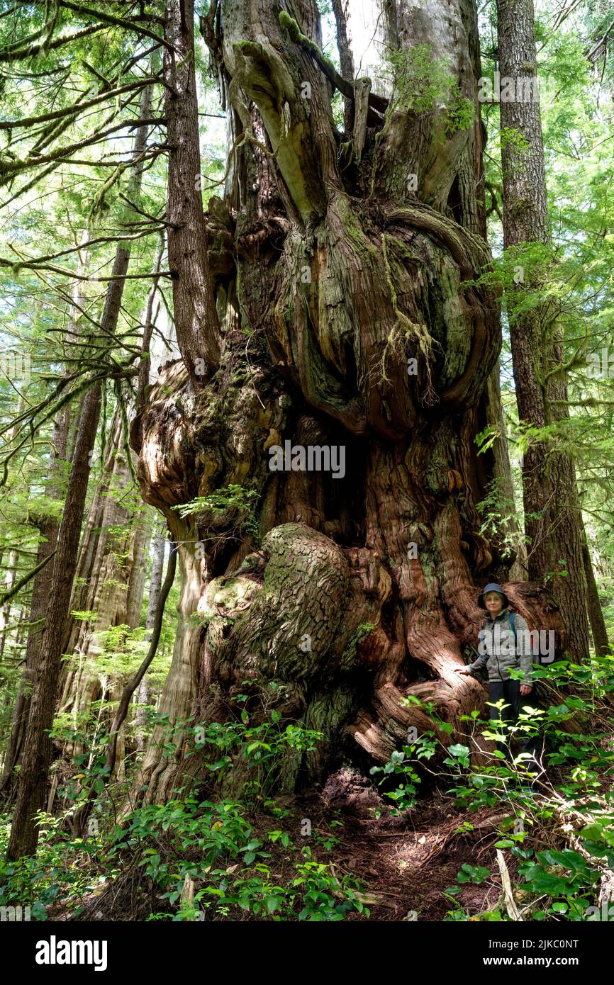Un colpo verticale di una donna escursionista caucasica che posa da un grande albero al Parco Provinciale di Carmanah Walbran Foto Stock