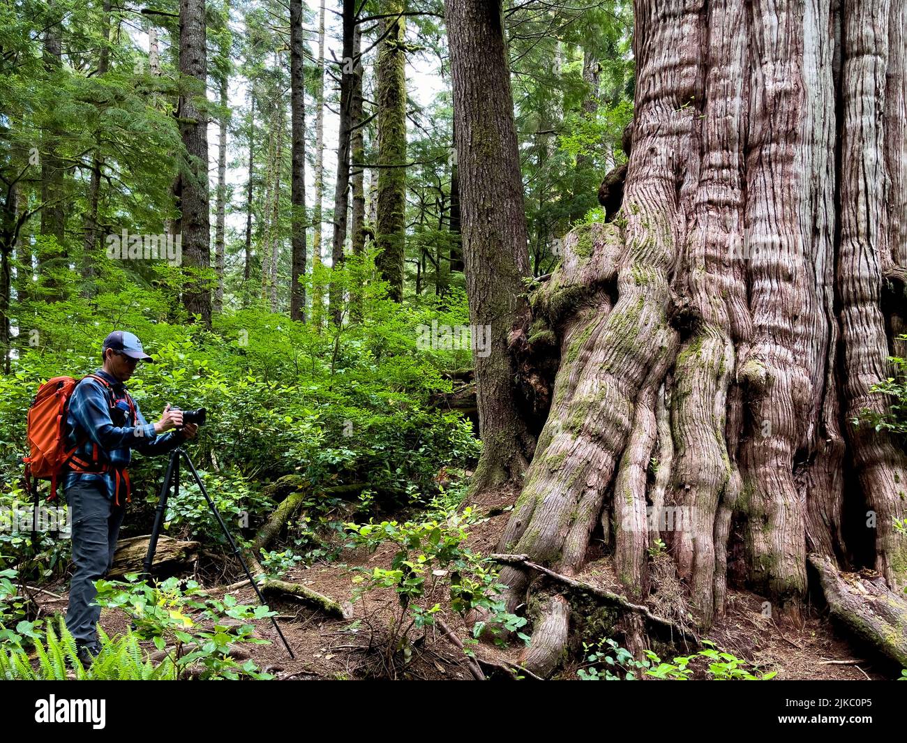 Un escursionista caucasico che ha impostato la sua macchina fotografica in una vegetazione lussureggiante al Carmanah Walbran Provincial Park Foto Stock