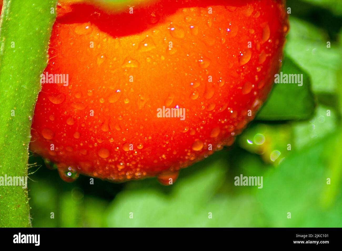 Un primo colpo di una goccia d'acqua che rotola da pomodoro rosso fresco. Alimenti sani e prodotti privi di OGM, background vegano e vegetariano Foto Stock