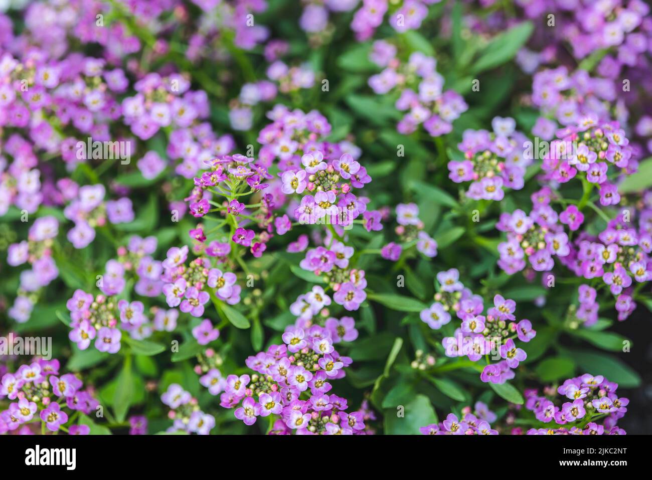 Fuoco selettivo di fiori di Alyssum. Alyssum in colori dolci che crescono in un cortile. Fiore sfondo. Foto Stock