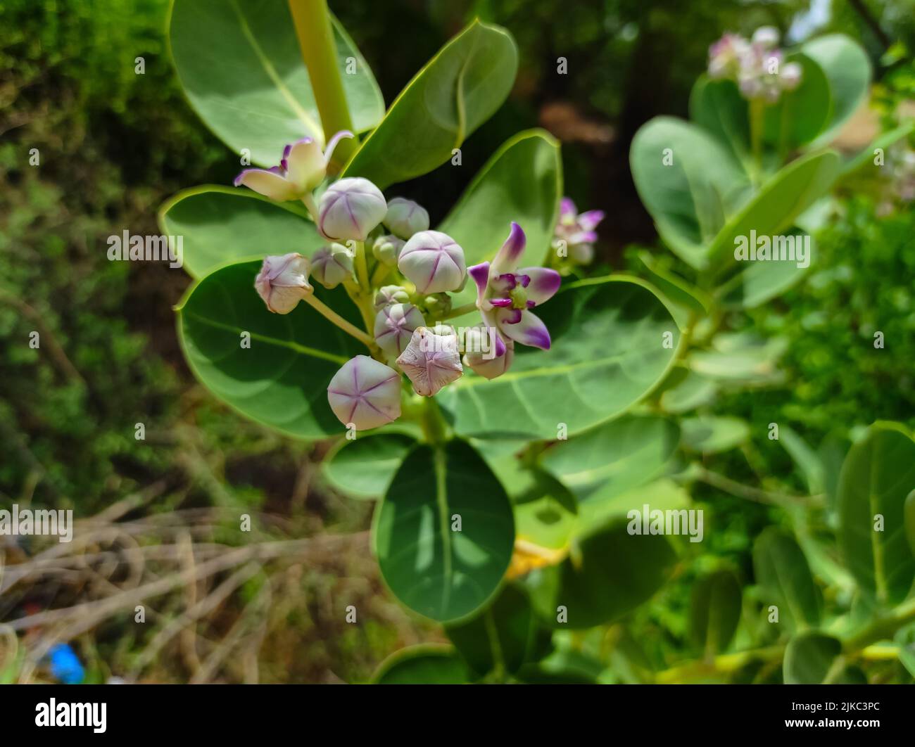 Un bel colpo di Safed AAK fiori piante medicinali ayurvediche Foto Stock