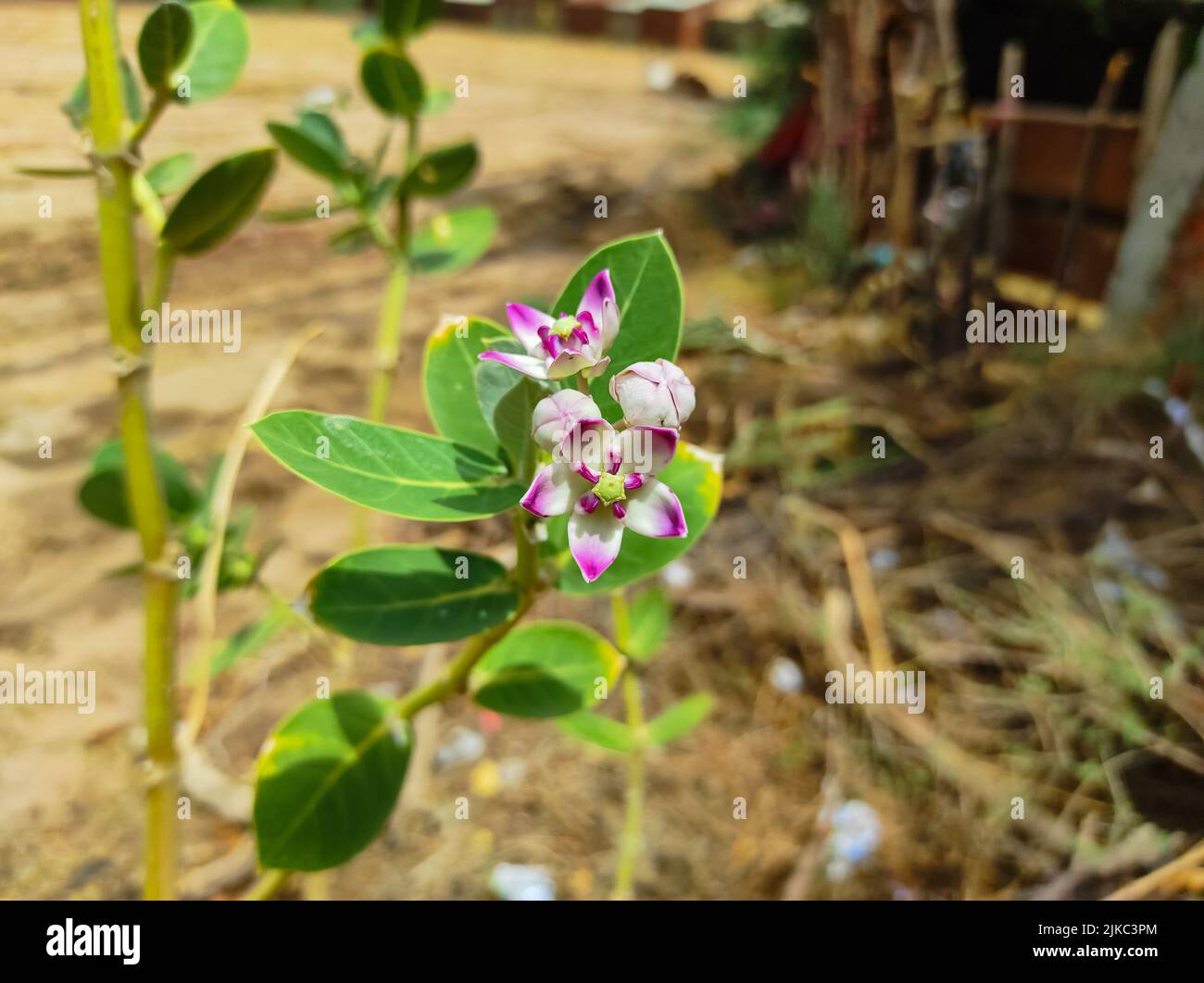 Un bel colpo di Safed AAK fiori piante medicinali ayurvediche Foto Stock