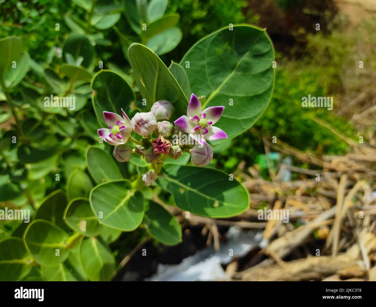 Un bel colpo di Safed AAK fiori piante medicinali ayurvediche Foto Stock