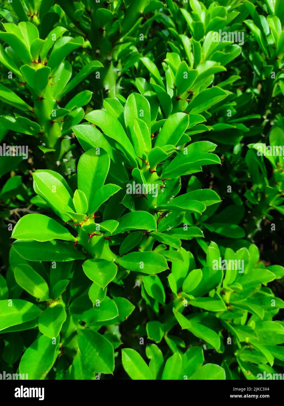 Un colpo di closeup delle piante medicinali ayurvediche della pianta indiana del Thor. Fuoco selettivo sul soggetto Foto Stock