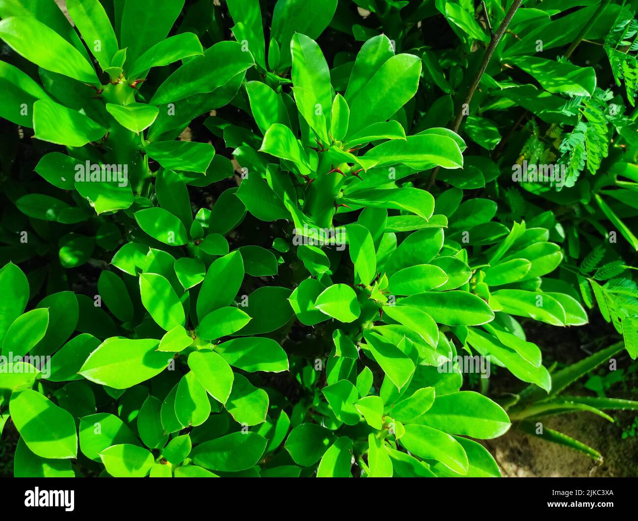 Un colpo di closeup delle piante medicinali ayurvediche della pianta indiana del Thor. Fuoco selettivo sul soggetto Foto Stock