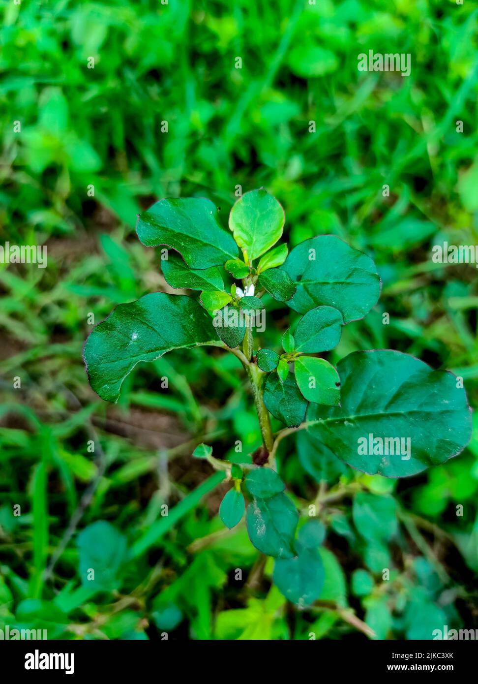 Un Closeup Shot di Gokharu Ayurvedic piante medicinali Fiori Foto Stock