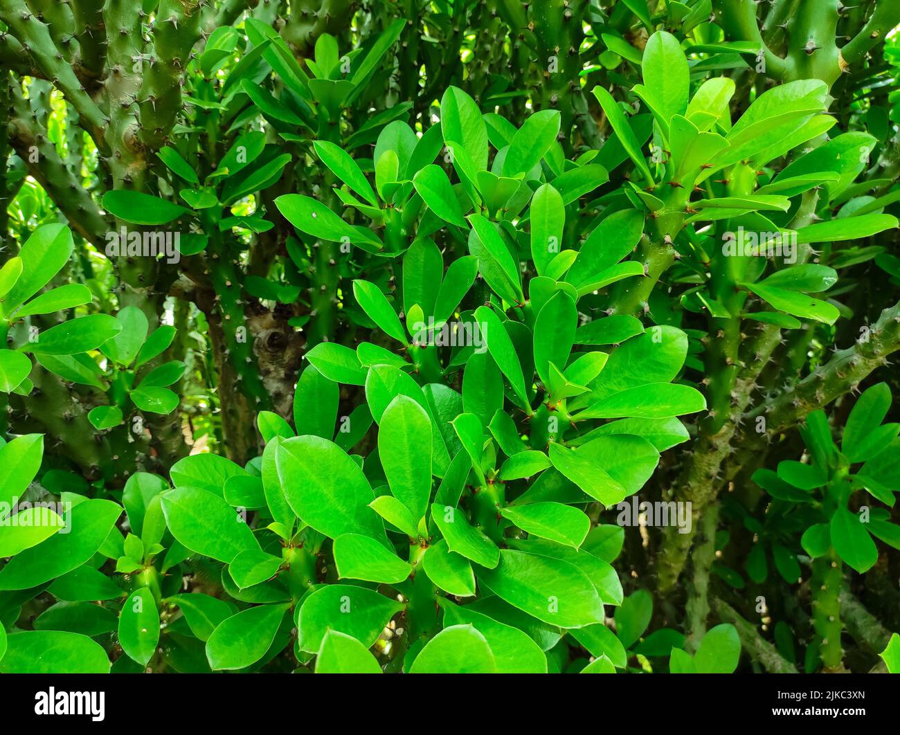Un colpo di closeup delle piante medicinali ayurvediche della pianta indiana del Thor. Fuoco selettivo sul soggetto Foto Stock