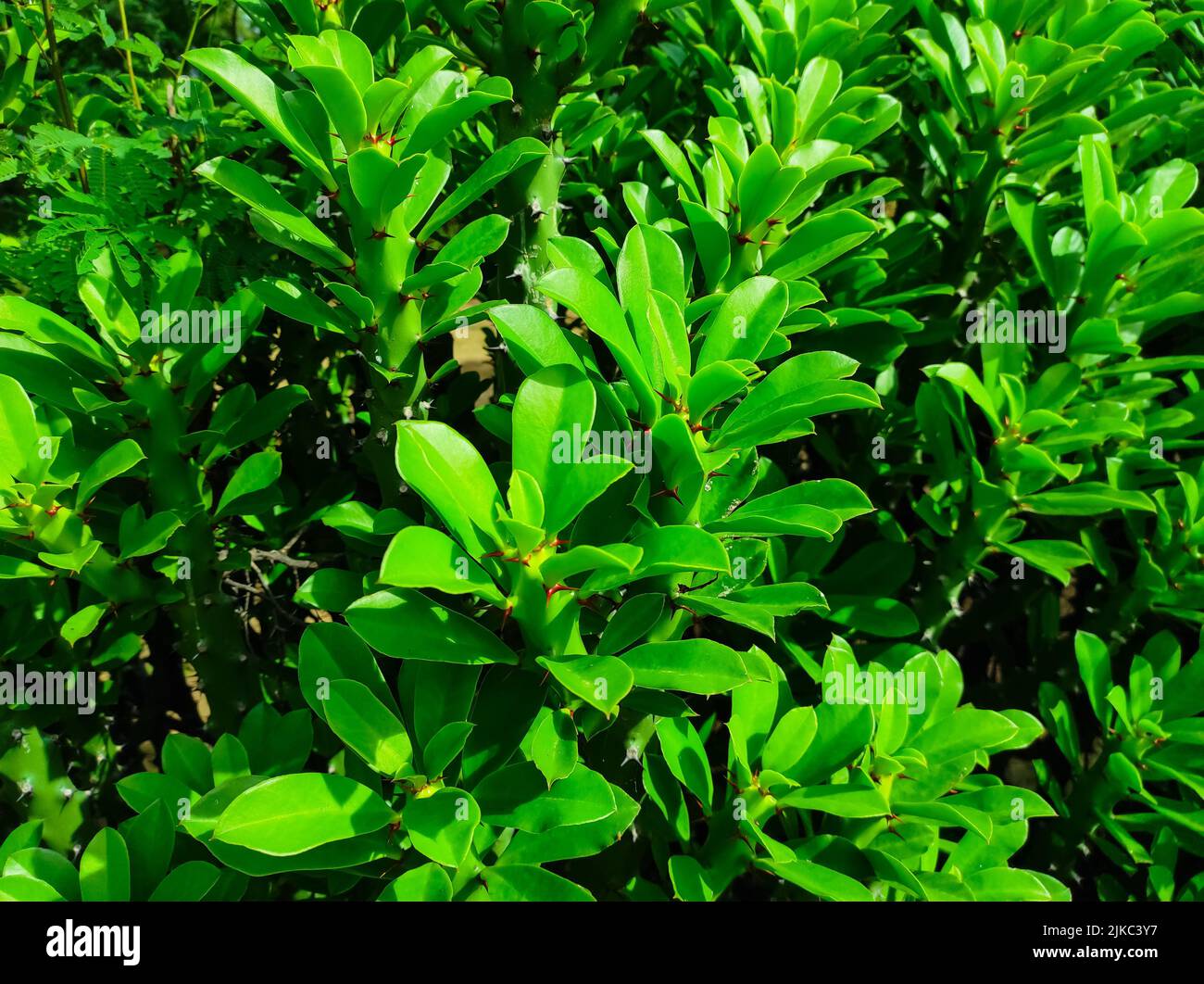 Un colpo di closeup delle piante medicinali ayurvediche della pianta indiana del Thor. Fuoco selettivo sul soggetto Foto Stock