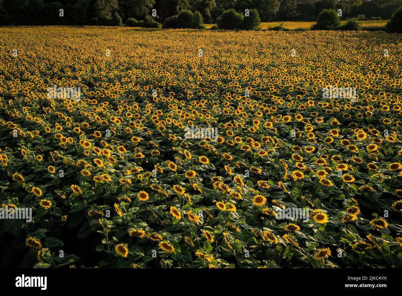 Un bel campo di girasoli al tramonto. West Sussex, Regno Unito: QUESTO BELLISSIMO paesaggio mostra il tramonto del sole dietro un magnifico campo di Sus Foto Stock