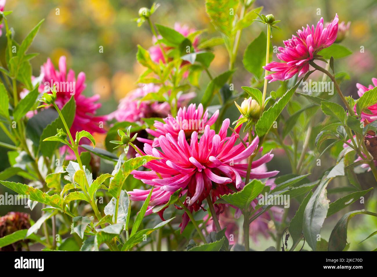 Fiore rosa dahlia fiorire nel giardino Foto Stock