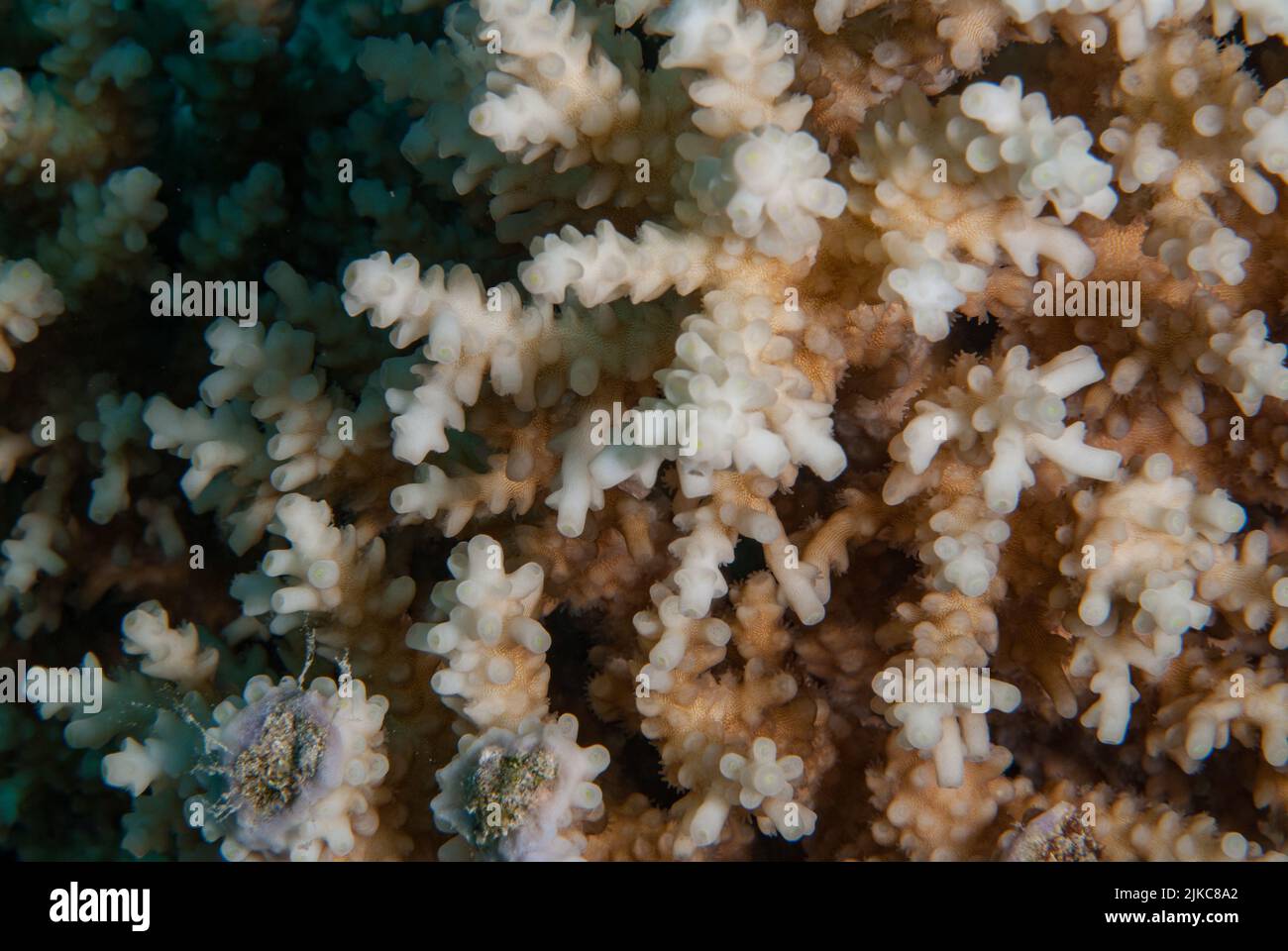 Corallo di pietra, Acropora sp., Acroporidae, Sharm el Sheikh Mar Rosso, Egitto Foto Stock