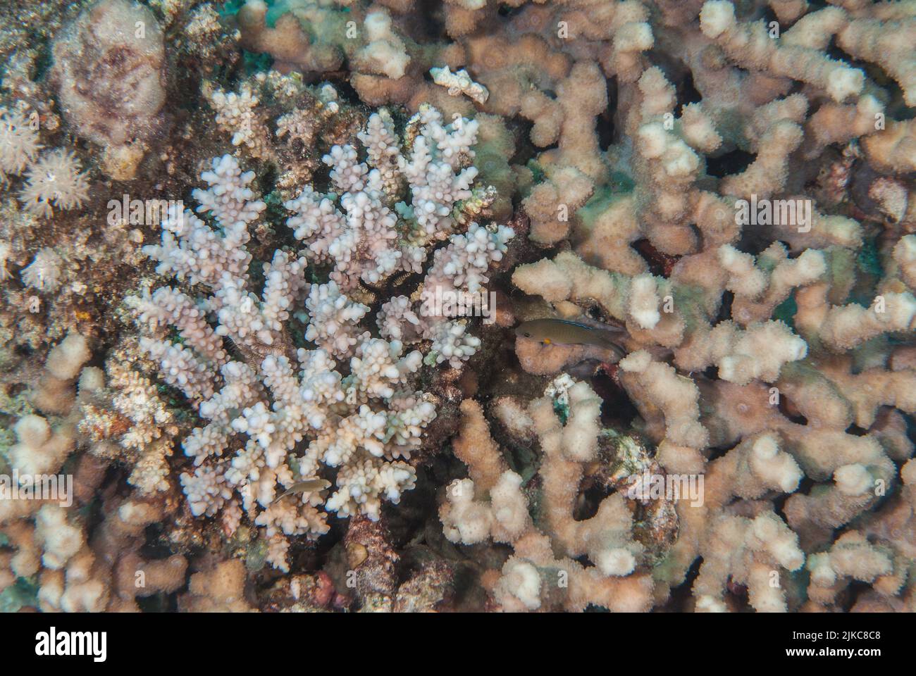 Corallo di pietra, Acropora sp., Acropoiiridae, Sharm el Sheikh, Mar Rosso, Egitto Foto Stock