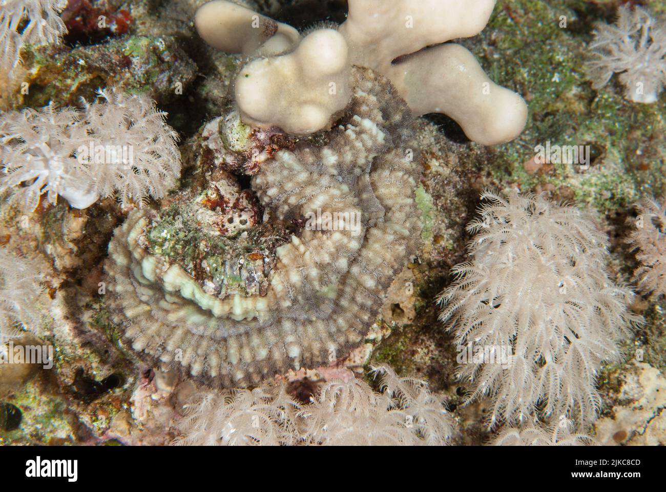 Brain Coral, Lobophyllia sp., Sharm el Sheikh Mar Rosso, Egitto Foto Stock